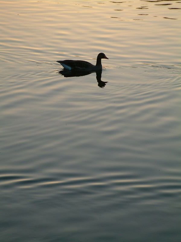Duck silhouette in St James's Park