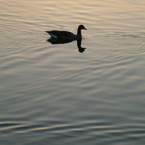 Duck silhouette in St James's Park