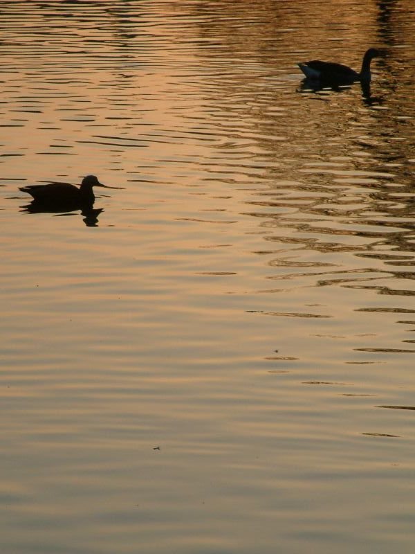 Ducks silhouetted in St James's Park