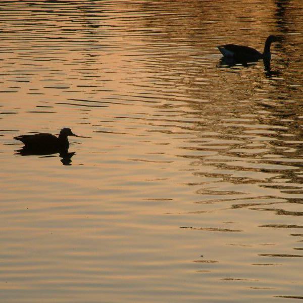 Ducks silhouetted in St James's Park
