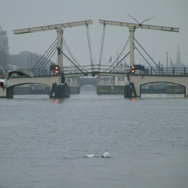 The bridges