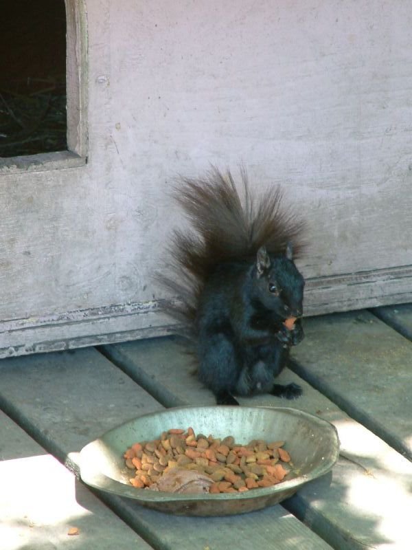 Squirrel eating