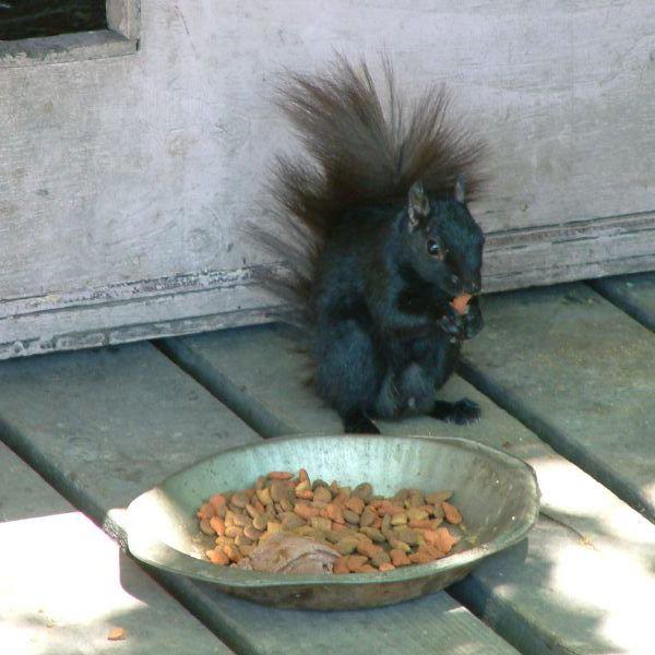 Squirrel eating