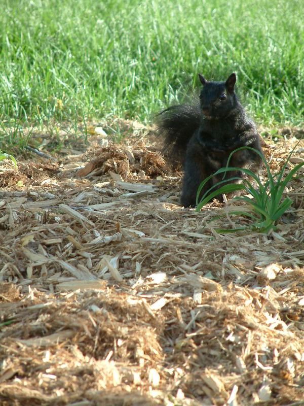 Squirrel