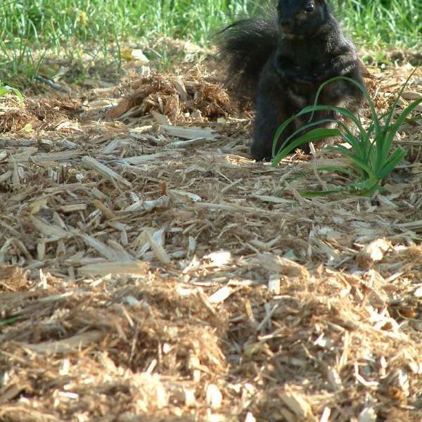 Squirrel