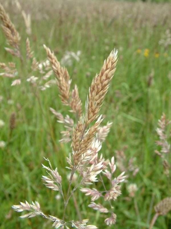 In the grass
