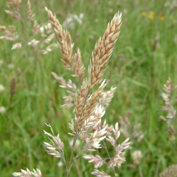 In the grass