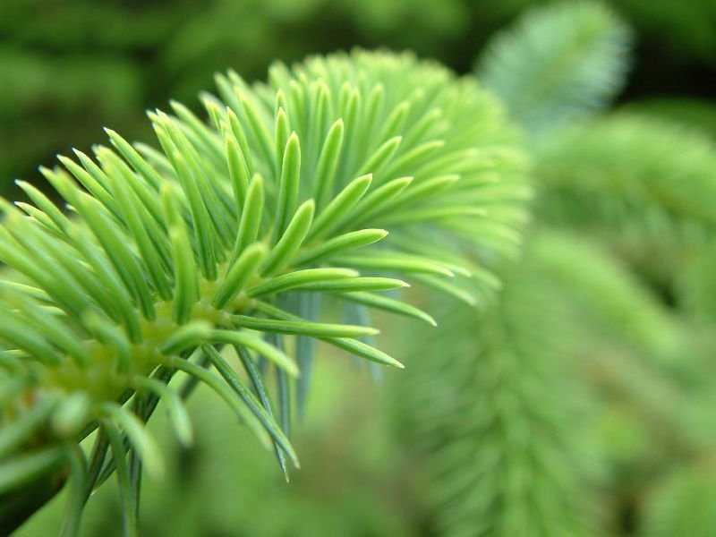 Pine needles