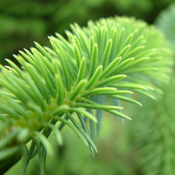 Pine needles