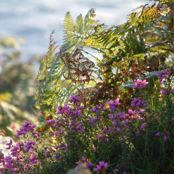 Coastal heather