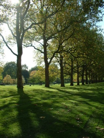 Trees lining the Mall