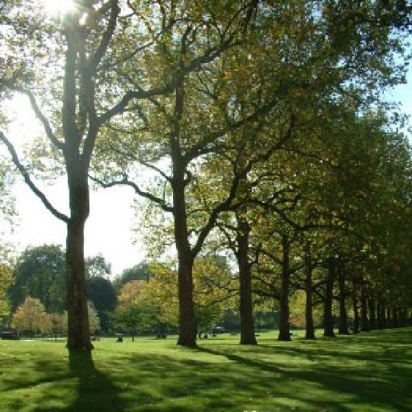 Trees lining the Mall