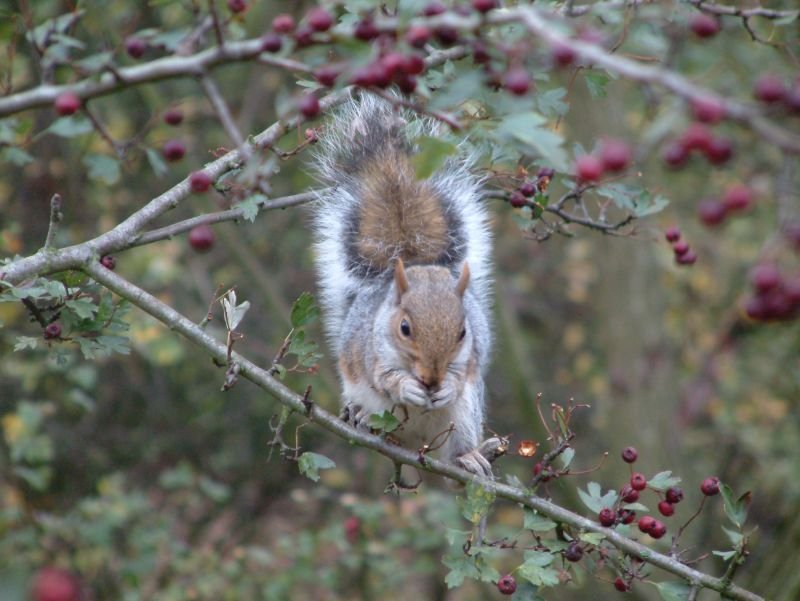 Squirrel eating berries