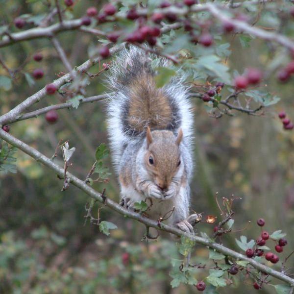 Squirrel eating berries