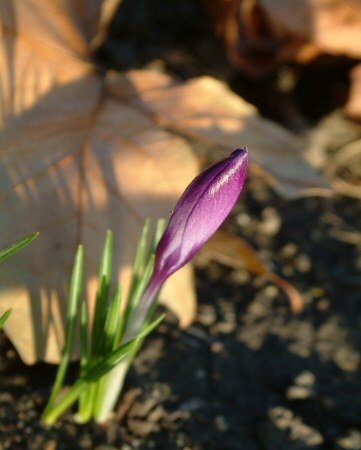 Crocus