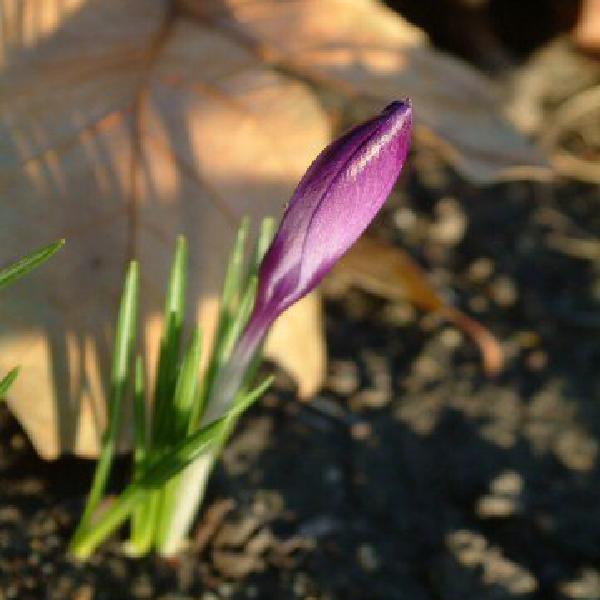 Crocus