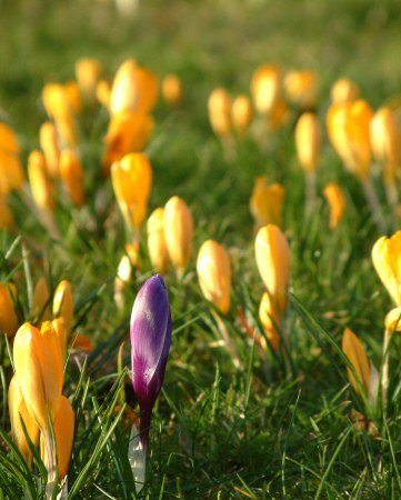 Crocuses