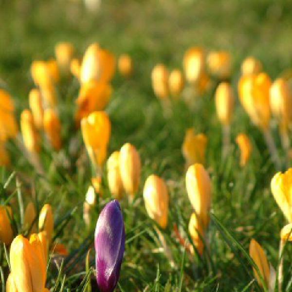 Crocuses