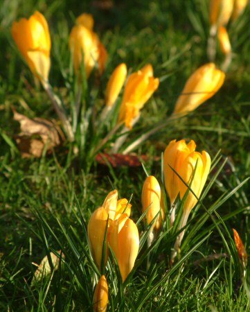 Crocuses