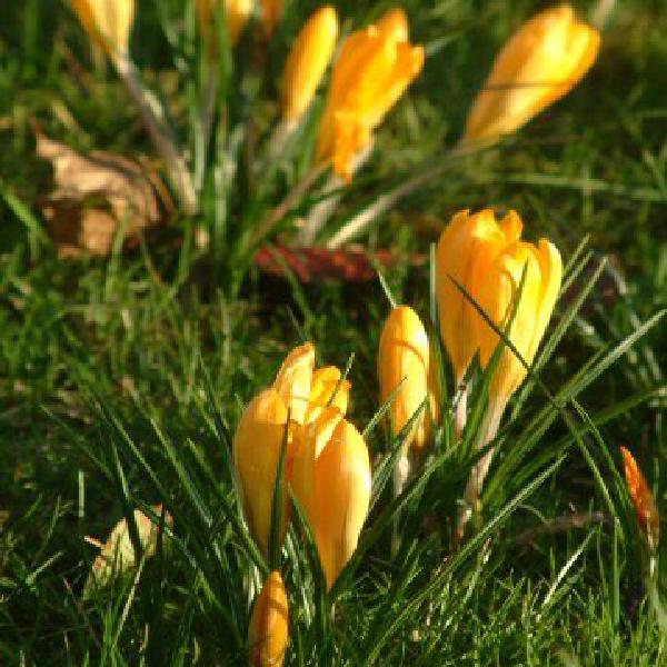 Crocuses