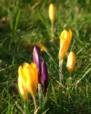 Crocuses