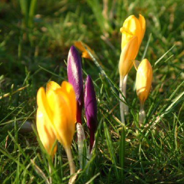 Crocuses