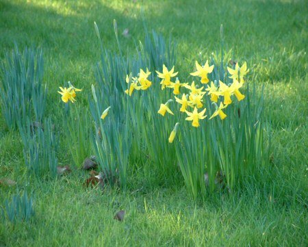 Daffodils