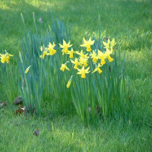 Daffodils