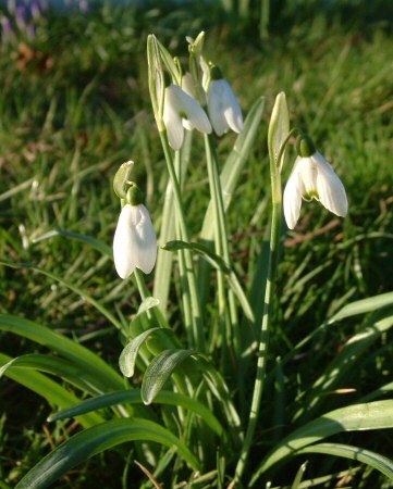 Snow drops
