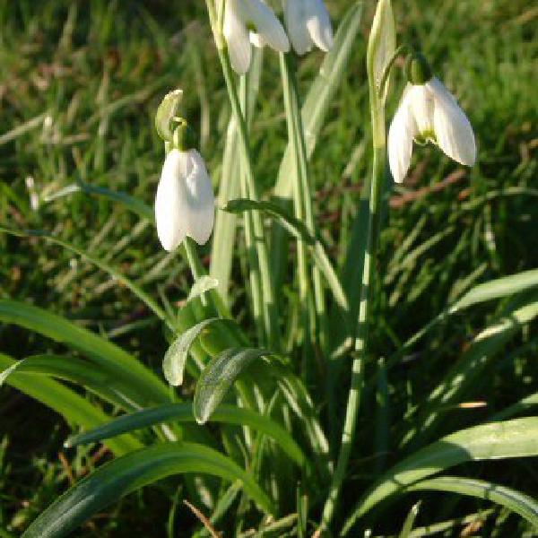 Snow drops
