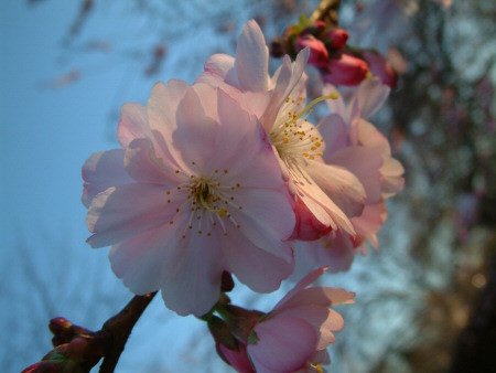 Blossom