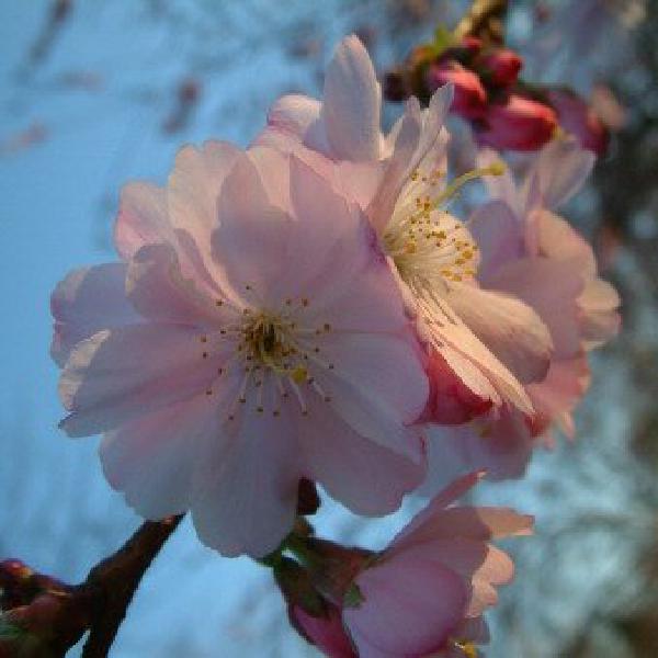 Blossom