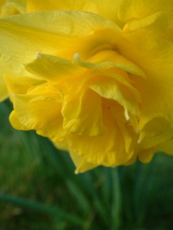 Daffodil close-up