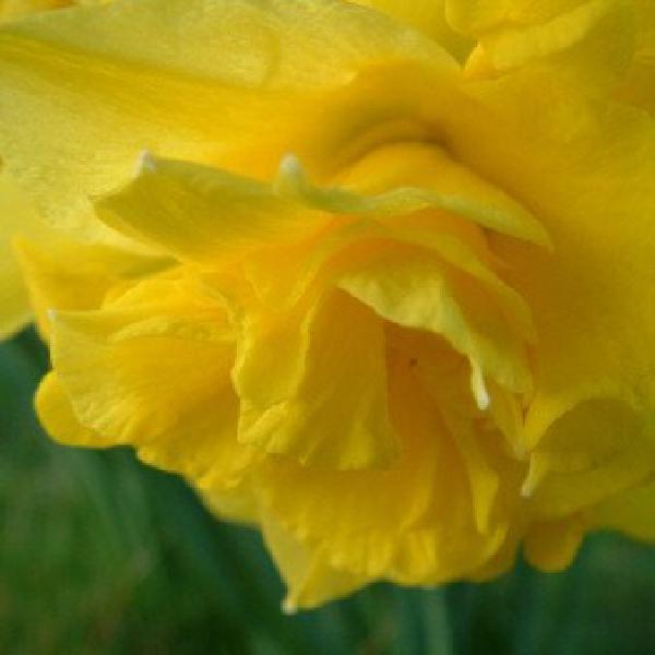 Daffodil close-up