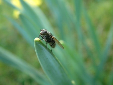 Fly perching