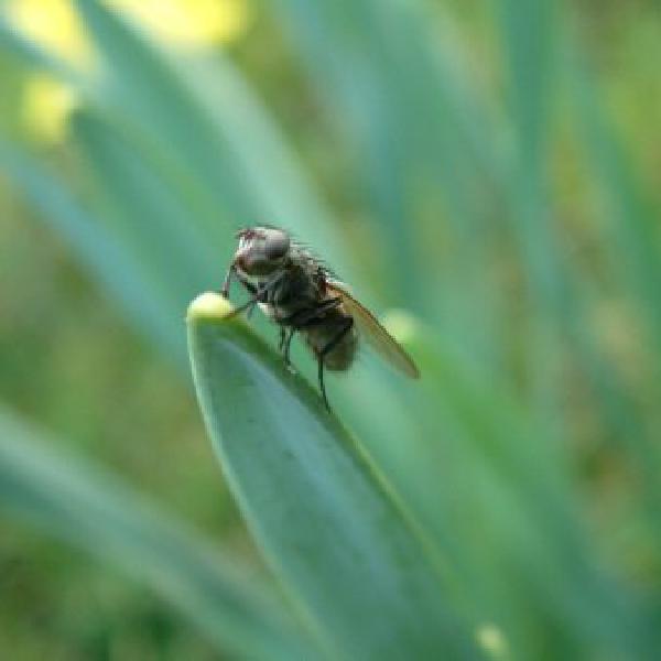 Fly perching