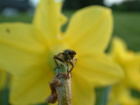 Fly sitting on daffodil