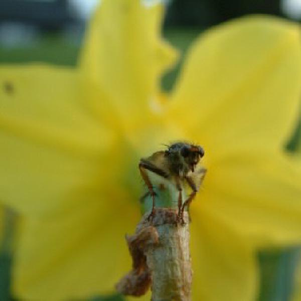 Fly sitting on daffodil