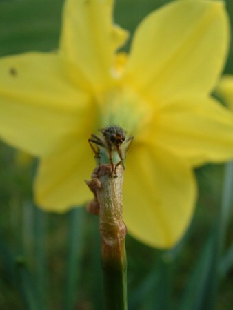 Fly sitting on daffodil