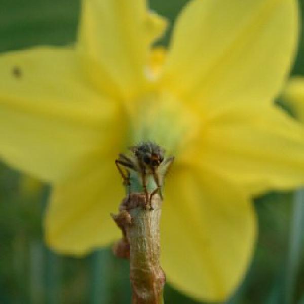 Fly sitting on daffodil