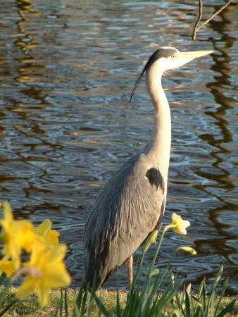 Heron