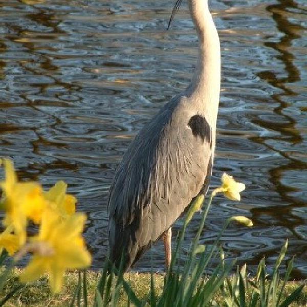 Heron