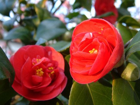 Lovely flowers