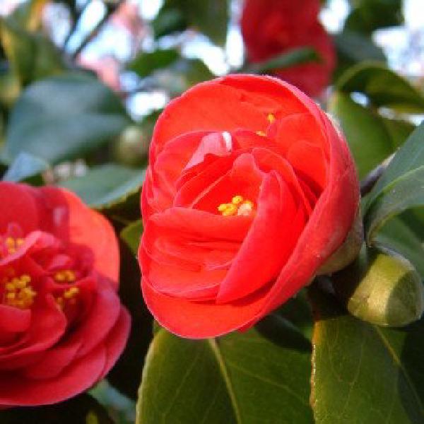Lovely flowers
