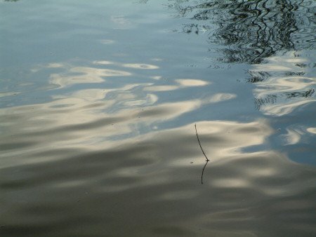 Solitary twig and its reflection