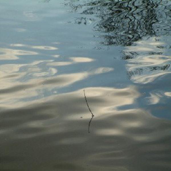 Solitary twig and its reflection