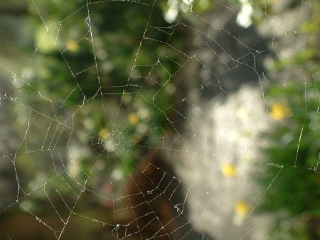 Spider's web