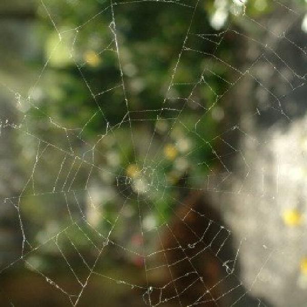 Spider's web