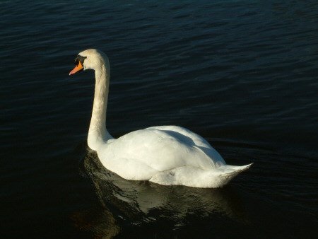Swan