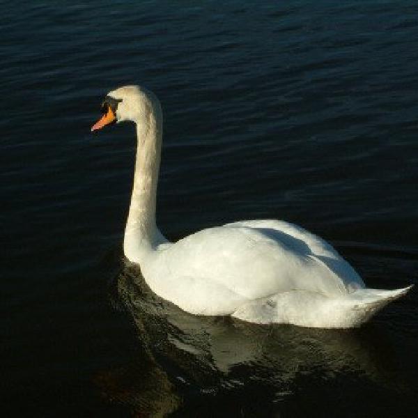 Swan